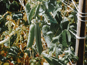 potager facile pour débutant