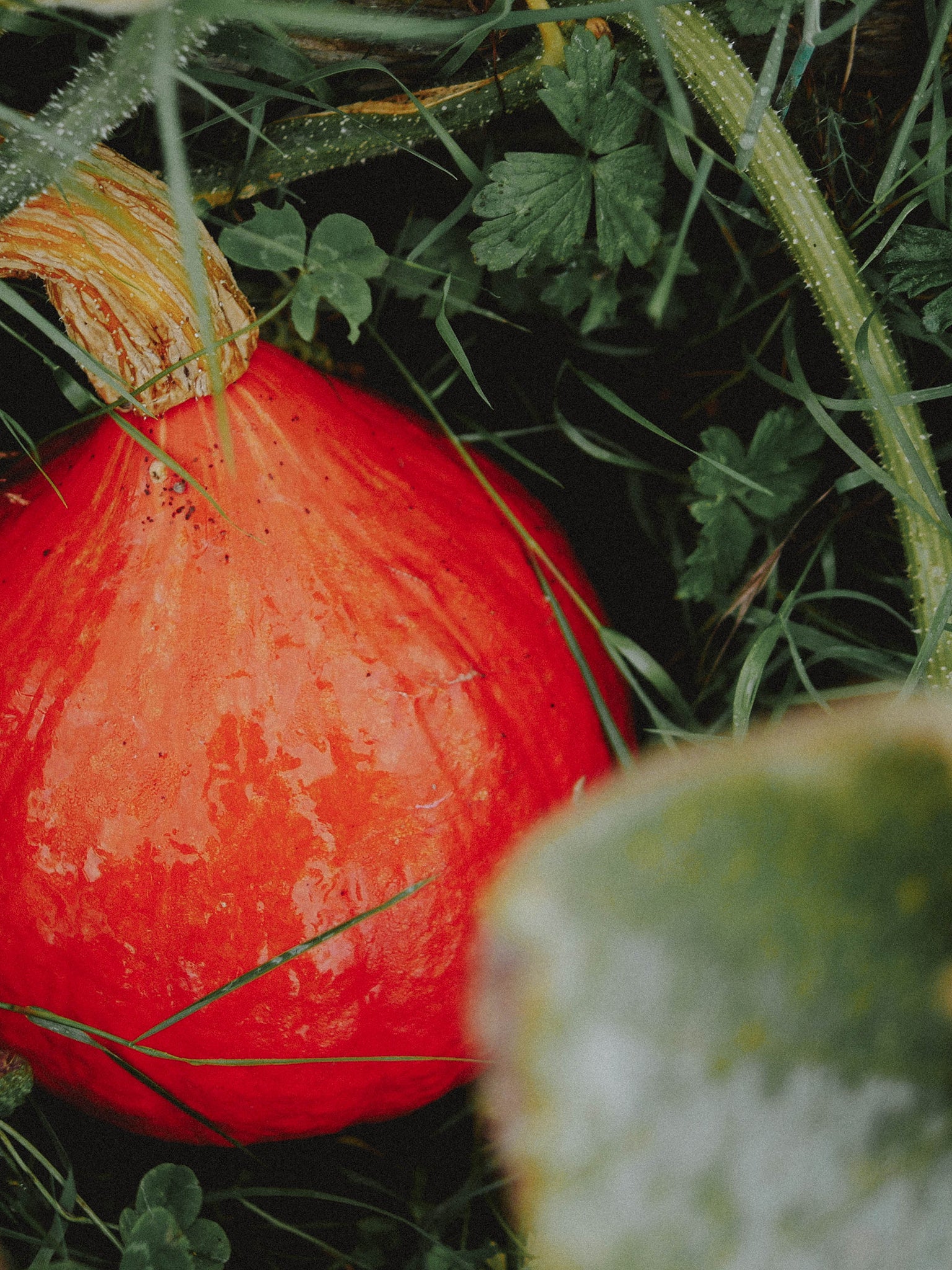 courge uchiki kuri presque à maturité