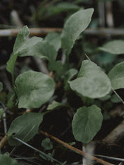 roquette cultivée jeunes pousses