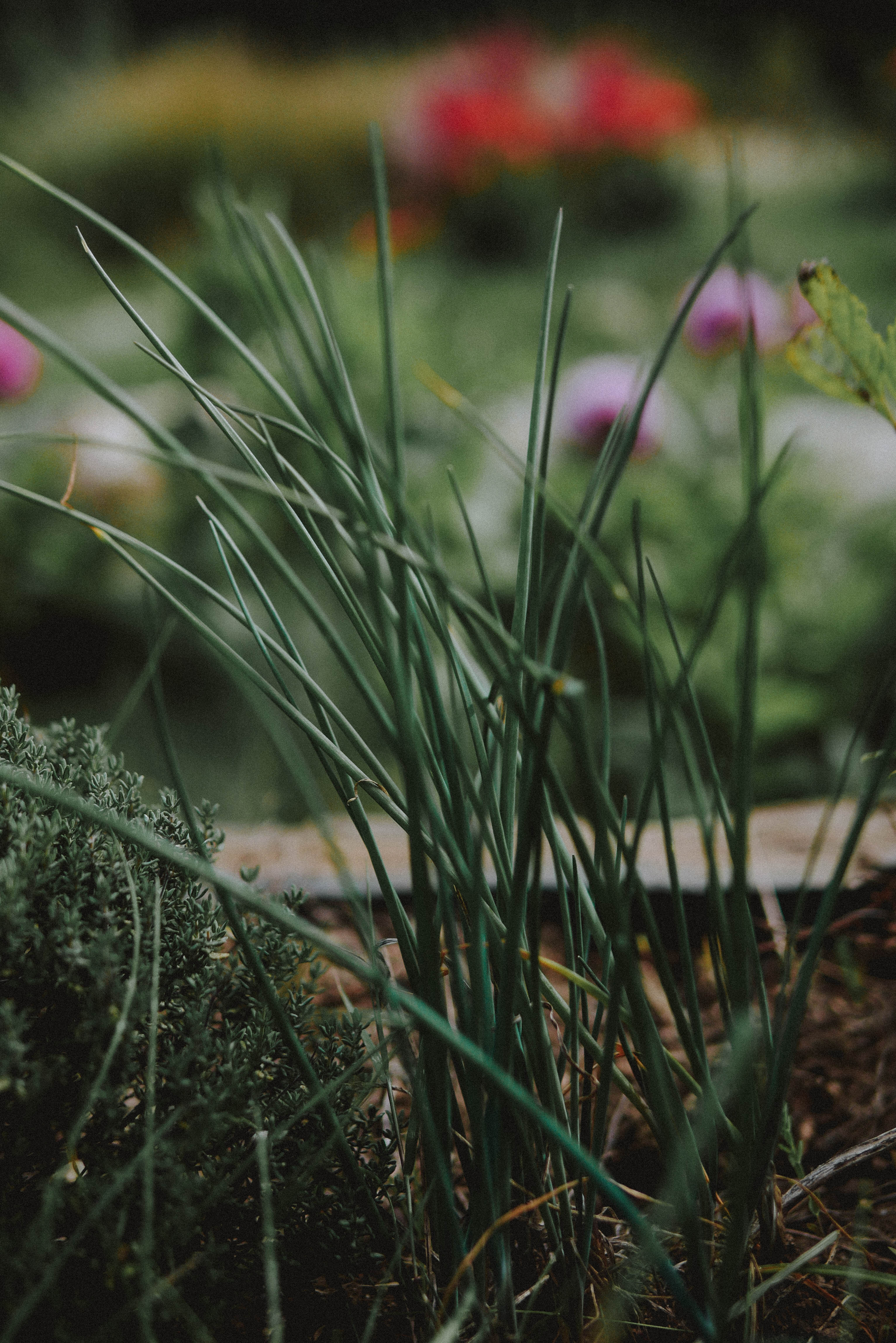 aromates carré potager