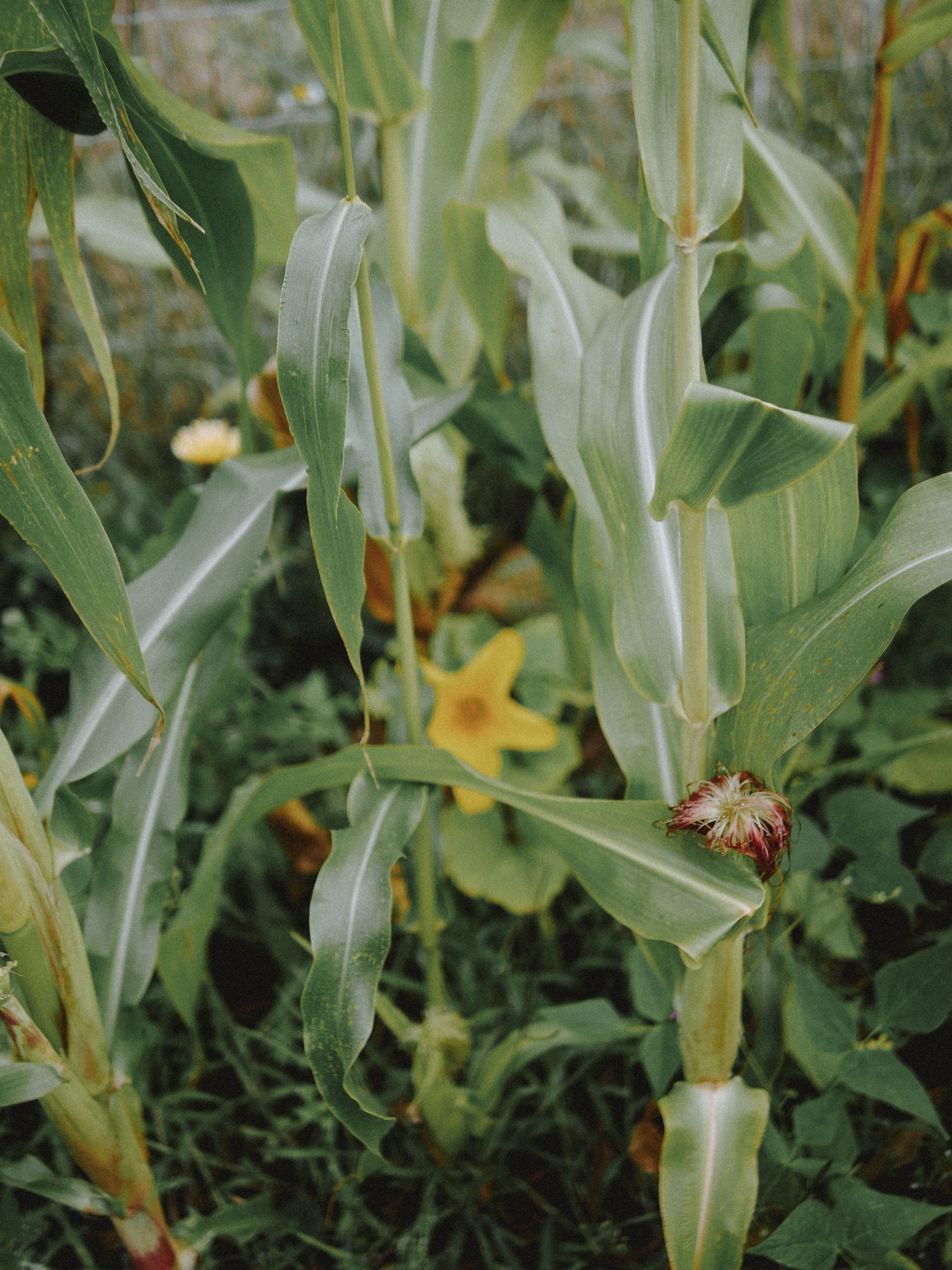 association milpa permaculture