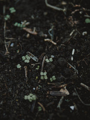 semis de roquette au potager