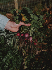 créer un potager de débutant