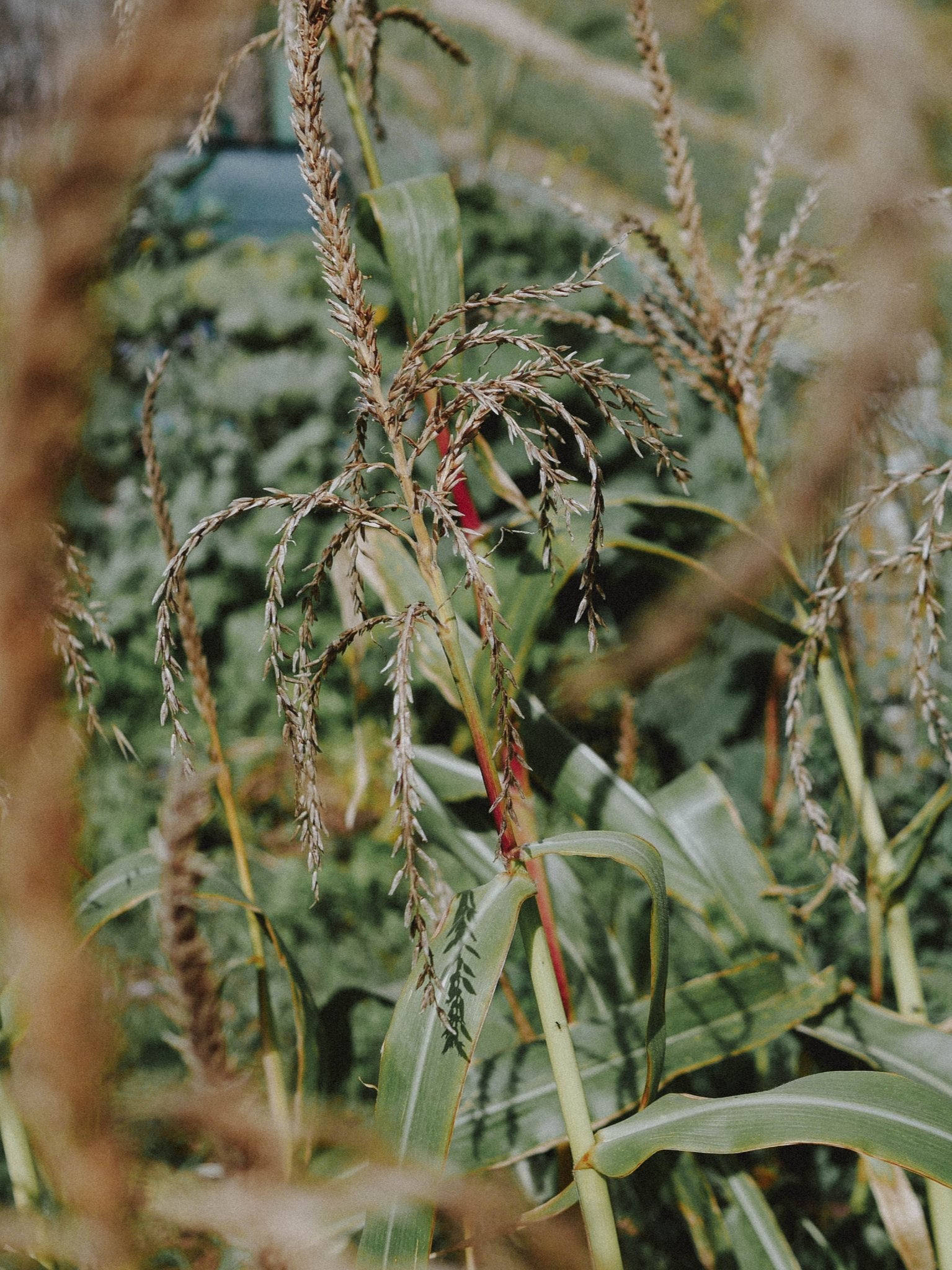 maïs milpa permaculture