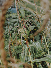 maïs milpa permaculture