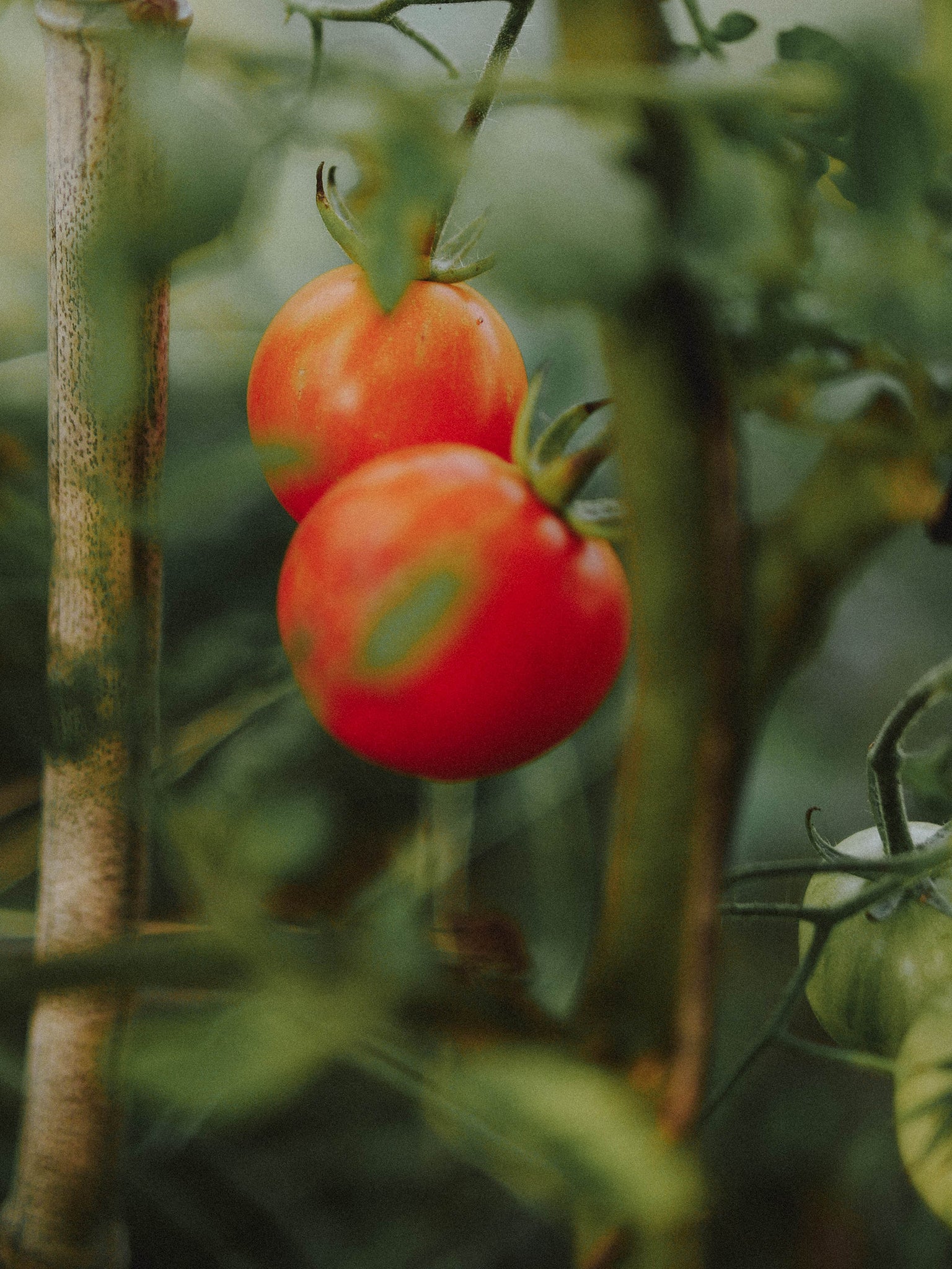 tomate tigrella fruits