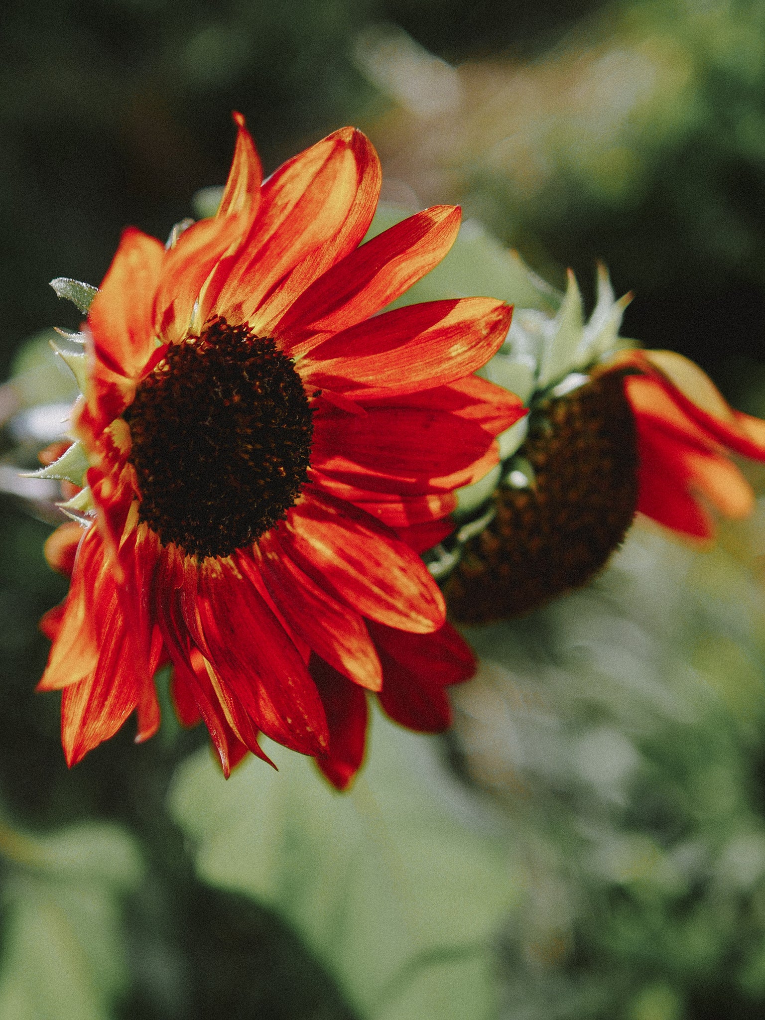 graines de tournesol rouge velvet queen bio